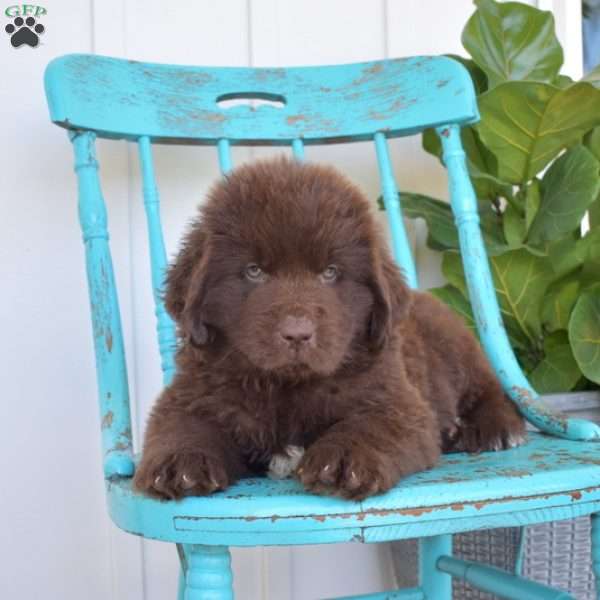 Bandit, Newfoundland Puppy