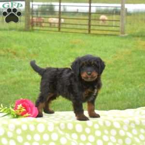 Bandit, Mini Bernedoodle Puppy