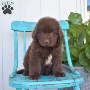Bandit, Newfoundland Puppy
