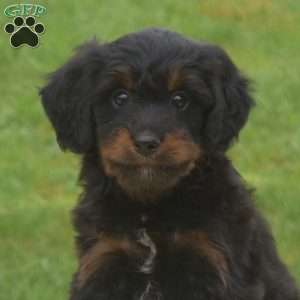 Bandit, Mini Bernedoodle Puppy