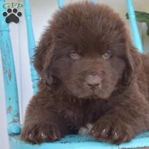 Bandit, Newfoundland Puppy