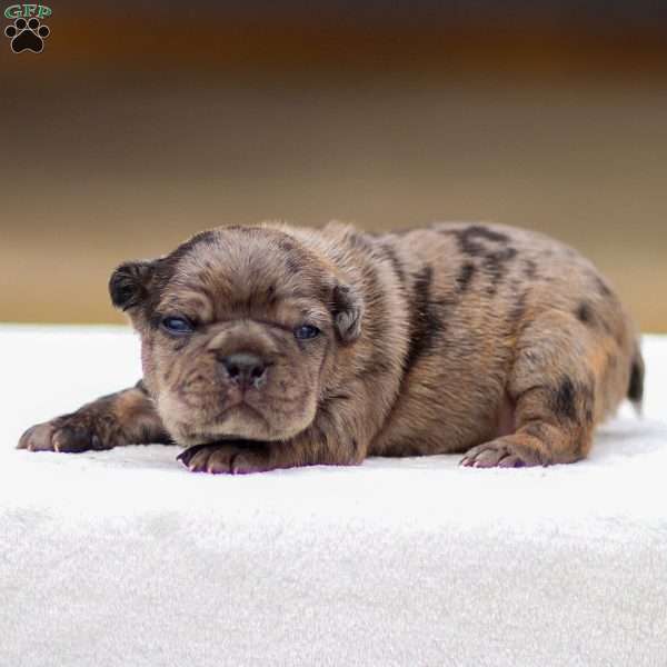Bandit, Frenchton Puppy
