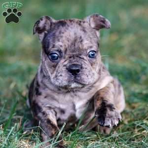 Bandit, Frenchton Puppy
