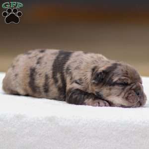 Bandit, Frenchton Puppy