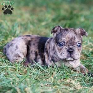 Bandit, Frenchton Puppy