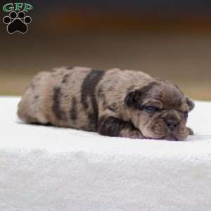 Bandit, Frenchton Puppy