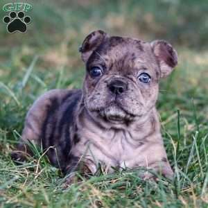 Bandit, Frenchton Puppy