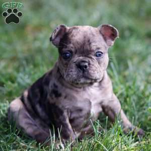 Bandit, Frenchton Puppy