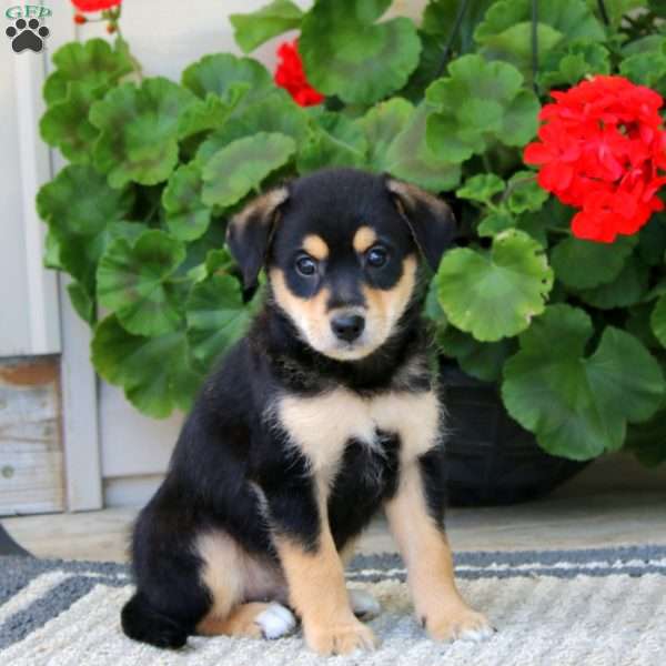 Bandit, American Eskimo Mix Puppy