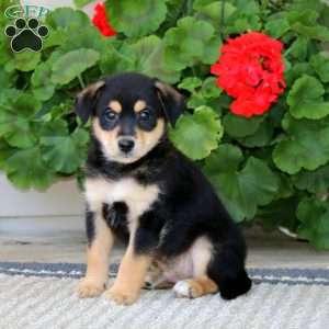 Bandit, American Eskimo Mix Puppy