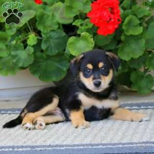 Bandit, American Eskimo Mix Puppy