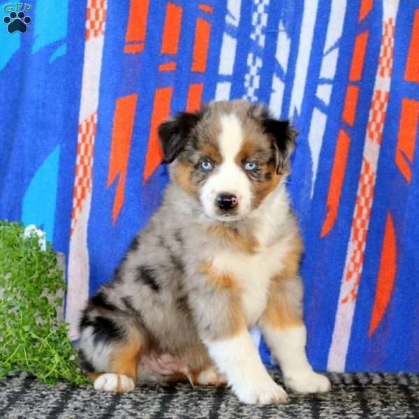 Barkley, Miniature Australian Shepherd Puppy