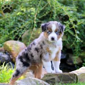 Barkley, Miniature Australian Shepherd Puppy