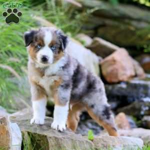 Barkley, Miniature Australian Shepherd Puppy