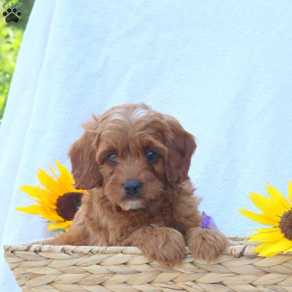 Barry, Cavapoo Puppy