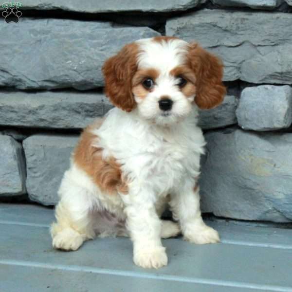 Basil, Cavapoo Puppy