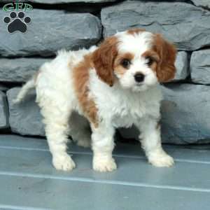 Basil, Cavapoo Puppy