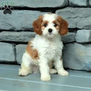 Basil, Cavapoo Puppy