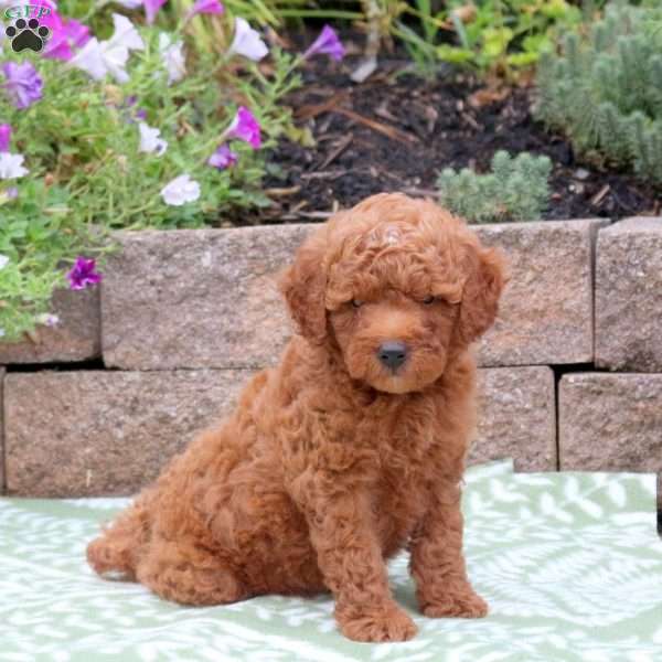 Baxter, Miniature Poodle Mix Puppy