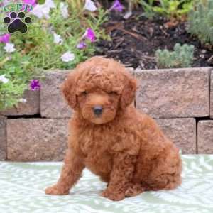 Baxter, Miniature Poodle Mix Puppy