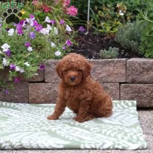 Baxter, Miniature Poodle Mix Puppy