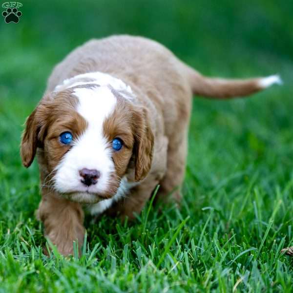 Baxter, Cavapoo Puppy