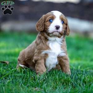 Baxter, Cavapoo Puppy