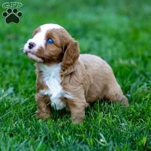Baxter, Cavapoo Puppy