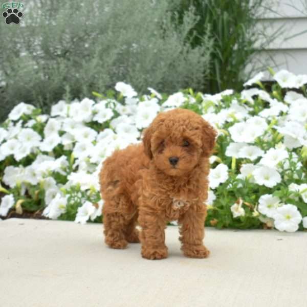 Baylee, Toy Poodle Puppy