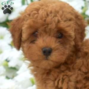 Baylee, Toy Poodle Puppy