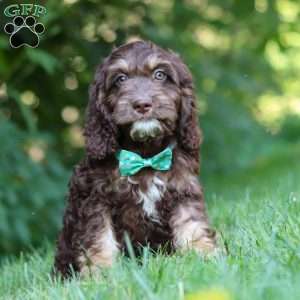 Bear, Cockapoo Puppy