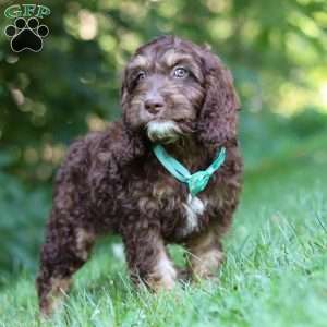 Bear, Cockapoo Puppy