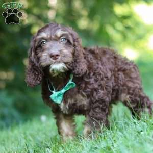 Bear, Cockapoo Puppy