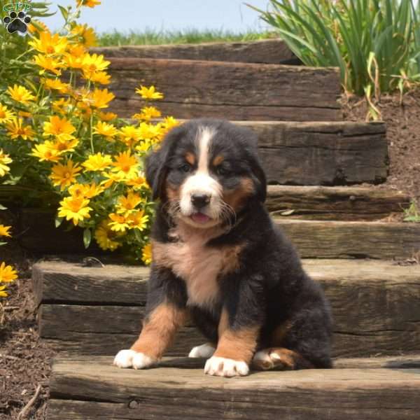 Bear, Bernese Mountain Dog Puppy