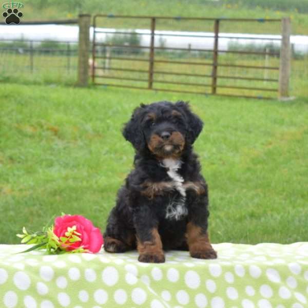 Bear, Mini Bernedoodle Puppy