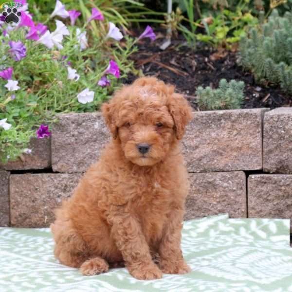 Bear, Miniature Poodle Mix Puppy