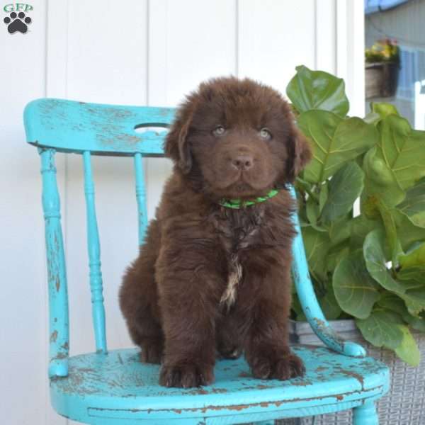 Bear, Newfoundland Puppy