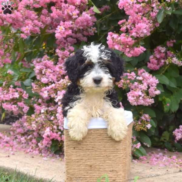 Bear, Mini Bernedoodle Puppy
