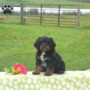 Bear, Mini Bernedoodle Puppy