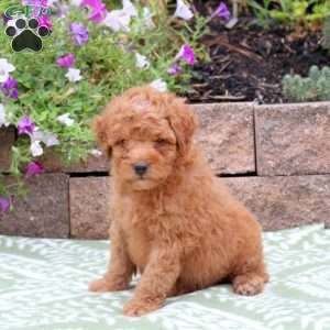 Bear, Miniature Poodle Mix Puppy