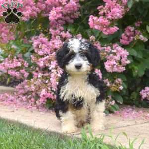 Bear, Mini Bernedoodle Puppy