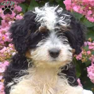 Bear, Mini Bernedoodle Puppy