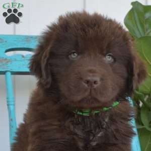Bear, Newfoundland Puppy