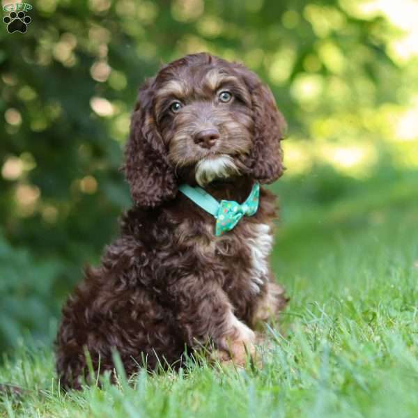 Bear, Cockapoo Puppy