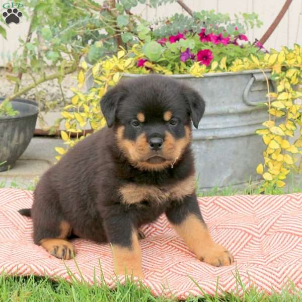 Beau, Rottweiler Puppy