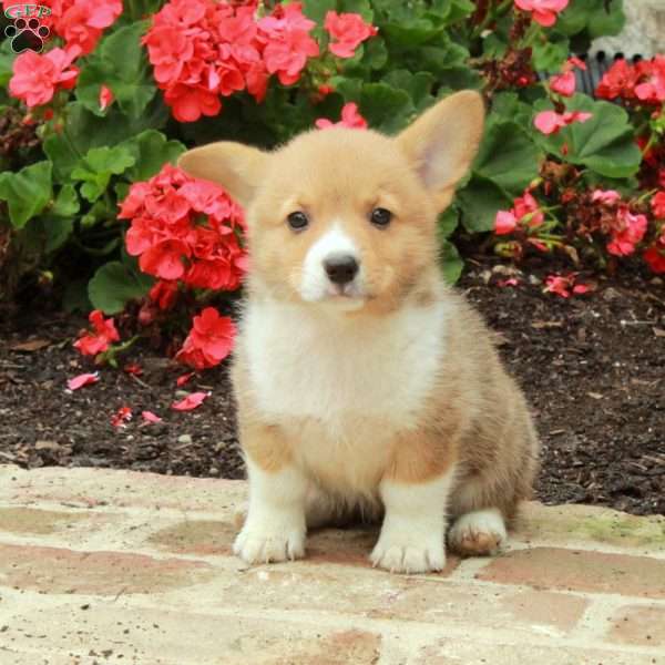 Beauty, Pembroke Welsh Corgi Puppy