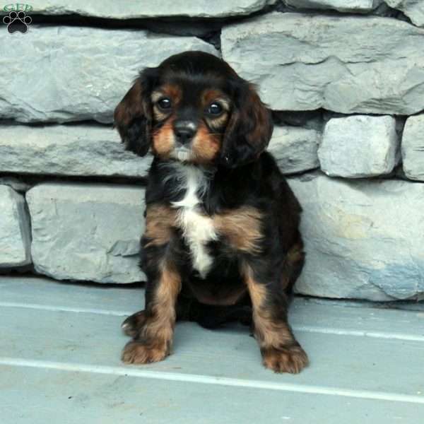 Beauty, Cavapoo Puppy