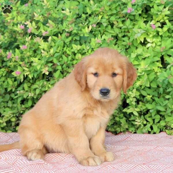Beauty, Golden Retriever Puppy