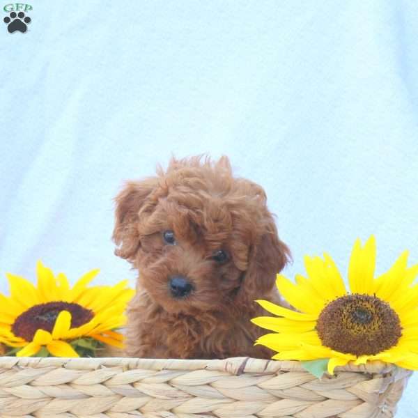 Beauty, Cavapoo Puppy
