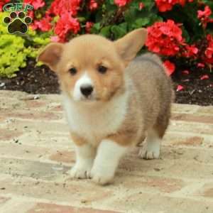 Beauty, Pembroke Welsh Corgi Puppy